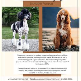 Poodle puppies from Dog Mom Co. Poodles
