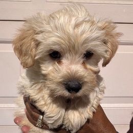 Zeus - Sable male Poodle puppy in Las Vegas, Nevada from Plush Toy Poodle Puppies & Pals