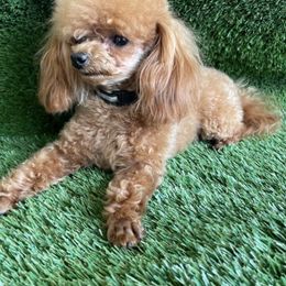 Muffie - Poodle