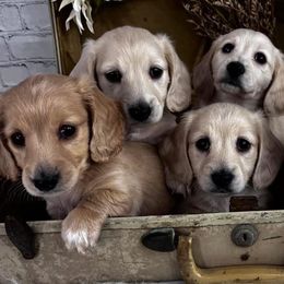 Dachshund Puppies from Chilidog Dachshunds