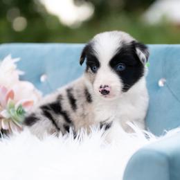 Dreamweaver - Blue merle male Border Collie puppy in Conway, Missouri from 2J 2K Border Collies | Maremma Sheepdogs