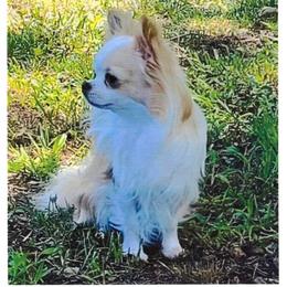 Cruise - Chihuahua
