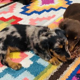 Dachshund Puppies from 4B Dachshunds
