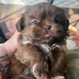 Lt blue - Liver male Shih Tzu puppy in Berkeley Springs, West Virginia from Sandridge Shih Tzus