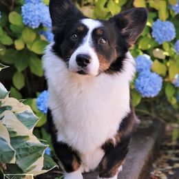 Cardigan Welsh Corgi All Grown Up from Kahukura Cardigans