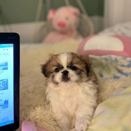 Pekingese Puppies from Della Serra Pekingese