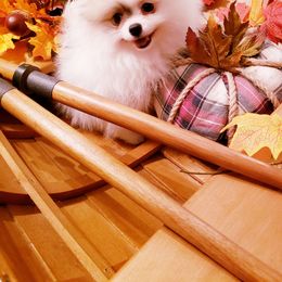 Pomeranian Puppies from Picky Chic Pomeranians