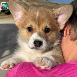 Pippin - Red male Pembroke Welsh Corgi puppy in Grenada, California from California Corgi Butts