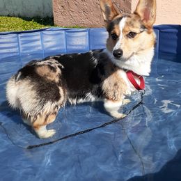American Corgis from Will-O-Wisp Corgis