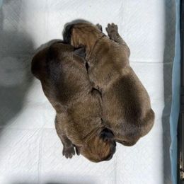 Male 3 - Fawn male Cane Corso puppy in Cashion, Oklahoma from APEXOK Cane Corsos LLC