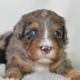 Bramley- Blue Collar Male - Blue merle male Bernedoodle puppy in Katy, Texas from Bluebonnet Bernedoodles of Southeast Texas