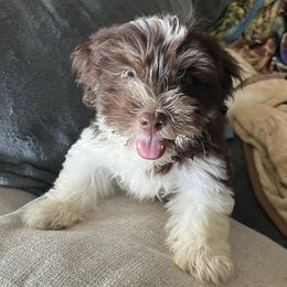 Havanese from Hidden Lakes Farm