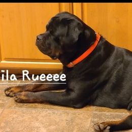 Rottweilers from Callie's Rottweilers