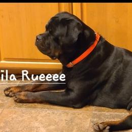 Rottweilers from Callie's Rottweilers