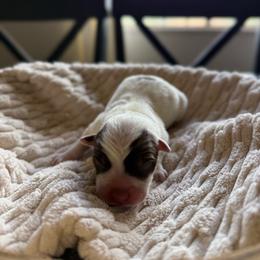 Latte - Red speckled female Australian Cattle Dog puppy in Tucson, Arizona from Soqui Ortiz Cattle Ranch