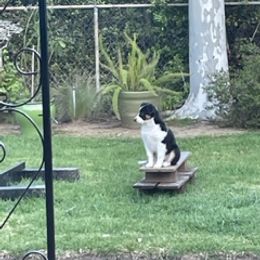 Miniature Australian Shepherd Puppies from Amberwood DD Aussies