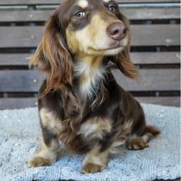 Cinnabon - Dachshund
