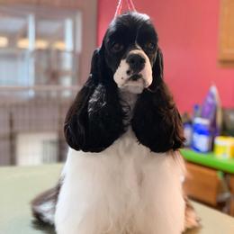 Fancy - Cocker Spaniel