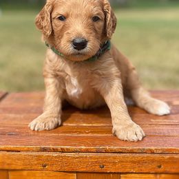 Charles - Goldendoodle puppy in Lancaster, Minnesota from North Star Dog Training