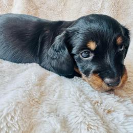 BEAR - Black and tan male Dachshund puppy in Holtwood, Pennsylvania from Holly Hill Dachshunds