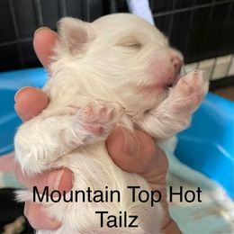 Sissy - White and tan female Morkie puppy in Taylorsville, North Carolina from Mountain Top Hot Tailz