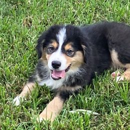 Boy6 - Black tri male Miniature American Shepherd puppy in Harmony, North Carolina from Carolina Pride Aussies