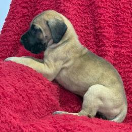 Pink collar - Fawn female Great Dane puppy in Westville, Florida from Boulder View Danes