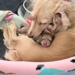 Syd - Cream male Dachshund puppy in Brenham, Texas from 1 Moore Dachshund