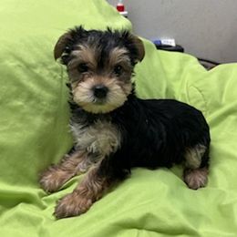 Yorkshire Terriers from Sharon's Yorkies