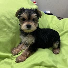 Yorkshire Terriers from Sharon's Yorkies