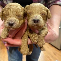 Cockapoo Puppies from Ouachita River Cockspoos
