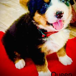 Queen OFA - Black rust and white female Bernese Mountain Dog puppy in Strasburg, Ohio from Lois Allison