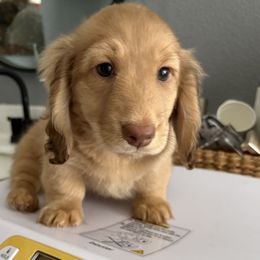 Dachshund Puppies from The Dach House