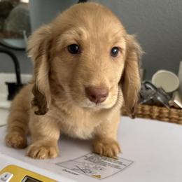 Dachshund Puppies from The Dach House