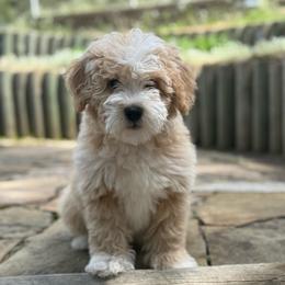 Chase - Merle male Bernedoodle puppy in Monument, Colorado from Colorado Dreamin Doodles