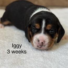 Iggy - Black white and tan male Beagle puppy in Rogersville, Missouri from Hales Little Beagle Haven