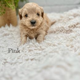 Maltipoo Puppies from Grassy Meadow Pups