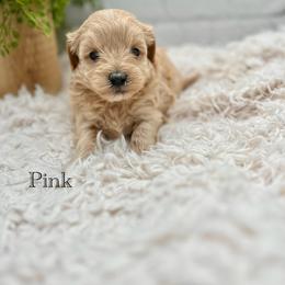 Maltipoo Puppies from Grassy Meadow Pups