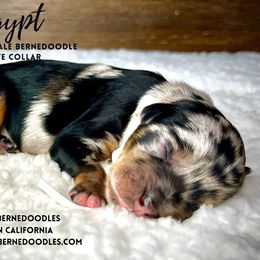 Bernedoodle Puppies from Starlight Bernedoodles