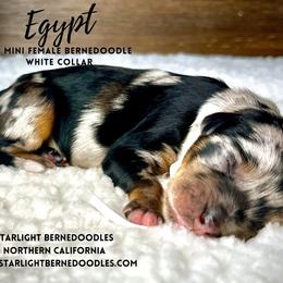 Bernedoodle Puppies from Starlight Bernedoodles