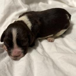 Boy 1 - male English Springer Spaniel puppy in Arcadia, Florida from Redemption Fields Springer Spaniels