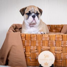 Crazy - Red and white male Bulldog puppy in Sabinal, Texas from Cazares Royal Lineage Bulldogs