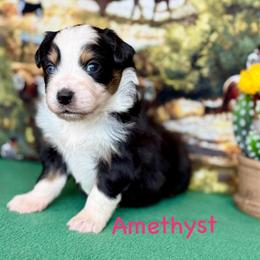 Amethyst - Black tri female Miniature Australian Shepherd puppy in Chino Valley, Arizona from BlueZion Aussies