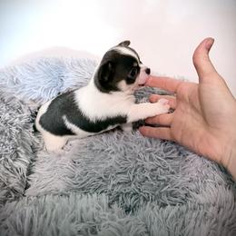 Amelia (blue and white) - Blue and white female Chihuahua puppy in Laurel, Mississippi from Home of Tiny Chihuahuas