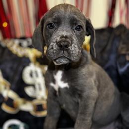Angel - Gray female Cane Corso puppy in Cleveland, Ohio from Cleveland Corsos