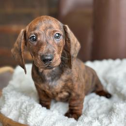 Bricker - Brindle male Dachshund puppy in Crystal, Michigan from Mare-Bella Smoothcoat Edition