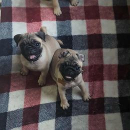 Pug Puppies from Lisa's Pugalicious Pugs