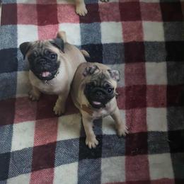 Pug Puppies from Lisa's Pugalicious Pugs