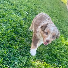 Flo - Red merle female Miniature Australian Shepherd puppy in California from Eagle River Aussies
