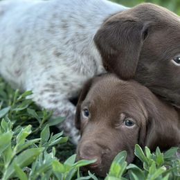 German Shorthaired Pointers from Prairie Dreams Farm